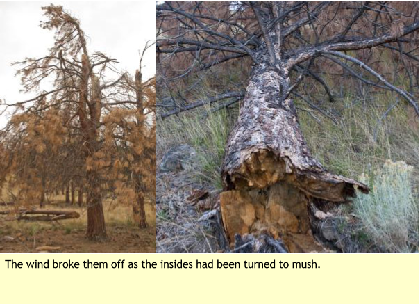 The wind broke them off as the insides had been turned to mush.